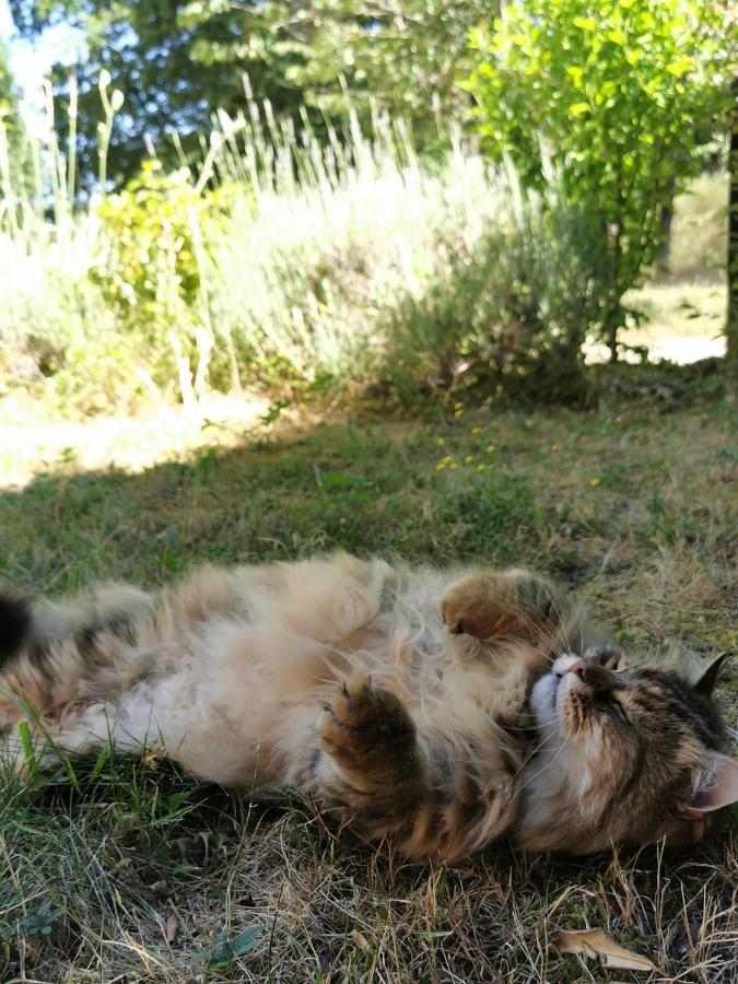 Quatre Chats Sous Un Pin Le Thoureil Luaran gambar